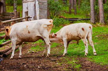 A calf sucks milk from a mother cow in the yard of an old farm