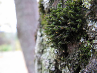 Wall Mural - moss on tree trunk