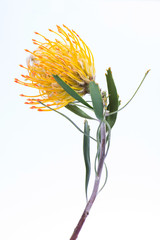 Wall Mural - Yellow pincushion protea closeup. Leucospermum conocarpodendron. Close up on white background