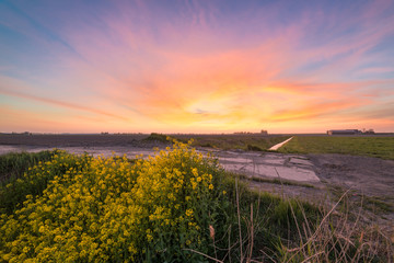 Poster - Clouds are coloring vibrant pink, orange and yellow during a sunset over the dutch landscape. Rapeseed flowers are standing in the foreground.