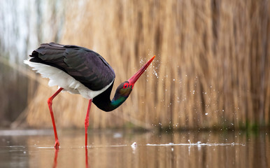 Wall Mural - Stork eating fish