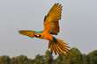 Colorful macaw parrot flying, Freedom concept