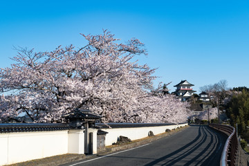 Wall Mural - 日本　涌谷城満開の桜並木とお城