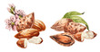 Almond. Hand drawing-watercolor set. It can be used for postcards, stickers, encyclopedias, menus, ingredients of dishes. Style design for the label, cover, prints for some surfaces.