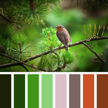 Robin And Christmas Tree Palette