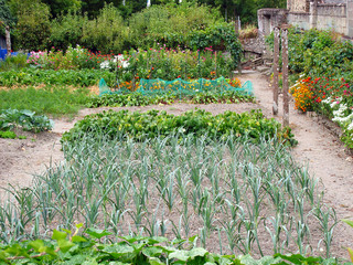 vegetable patch