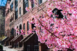 Beautiful Pink Cherry Blossom next to a Row of Old Brownstone Homes in Morningside Heights New York during Spring