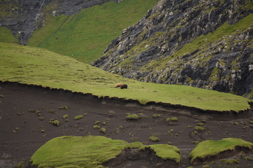 green moss on the rocks