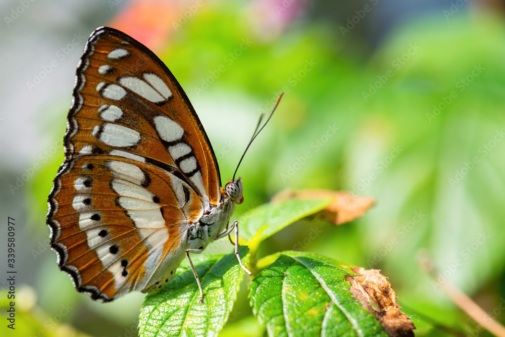 Common Sergeant - Athyma perius, beautiful brown and white butterfly ...