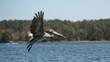 Young pelican in flight