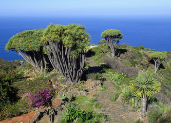 Wall Mural - Dragon trees from the Canary Islands (Dracaena draco). North coast of La Palma Island. Spain. 