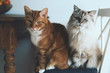 two domestic cats sitting on chair next to kitchen table directly looking at camera