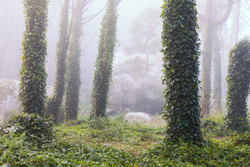 Wall Mural - Beautiful mystical forest in a summer morning. Scenery with path in dreamy foggy forest