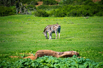 zebra in schotia private game reserve near addo national park, south africa