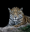 Portrait of jaguar looking with black background
