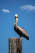 pelican on a pole
