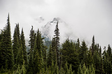 Pine Trees In Front Of Snow Capped Peak