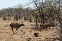 Nyala, Mâle, Tragelaphus Angasii, Parc National Kruger, Afrique Du Sud