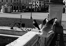 Pigeons On Street In City