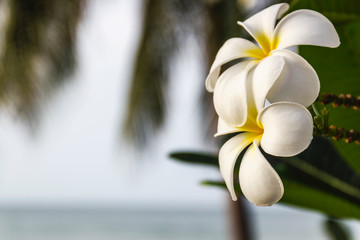 Wall Mural - Plumeria flower blur background, Thap Sakae sea Prachuap Khiri Khan, Thailand