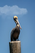 A stately pelican