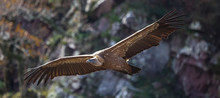 Griffon Vulture Majestic Flight