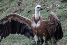 Griffon Vulture Dries Its Feathers On The Ground