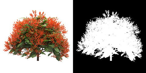 Wall Mural - Front view of tree (Hamelia Patens) png with alpha channel to cutout 3D rendering