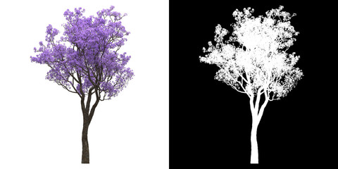 Wall Mural - Front view of tree (Jacaranda Mimosifolia) png with alpha channel to cutout 3D rendering