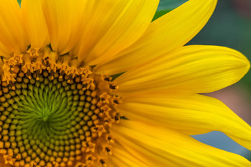 sunflower close-up