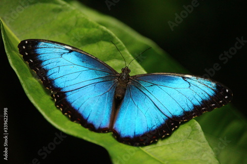 Fotomural High Angle View Of Blue Morpho Butterfly On Plant