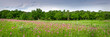 A panoramic summer prairie landscape with huge drifts of blooming pale purple coneflower native wildflowers.