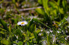 A Dasy Or A Margueritte On Green Background