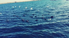 Coots And Swans Swimming In Sea
