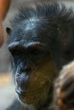 Female Gorilla Profile Shot