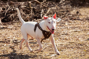 Poster -  white bull terrier in nature in the park