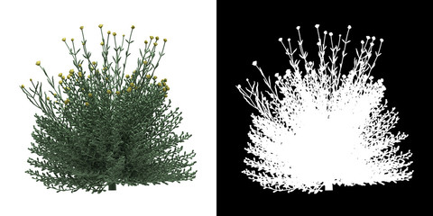 Wall Mural - Left view of tree (Santolina) png with alpha channel to cutout 3D rendering