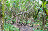 Fototapeta  - Socratea exorrhiza, the walking tree