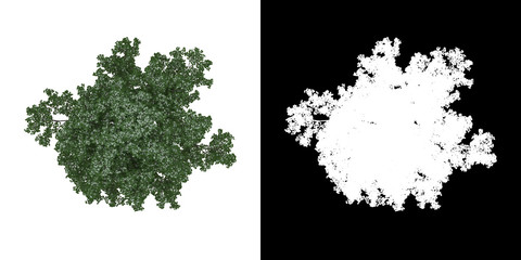 Wall Mural - Top view of tree (Tilia) png with alpha channel to cutout 3D rendering