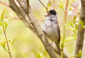 Wall Mural - Blackcap, Sylvia atricapilla. Morning in the forest, a male bird sits on a tree branch and sings. It differs from the female in a black cap on his head