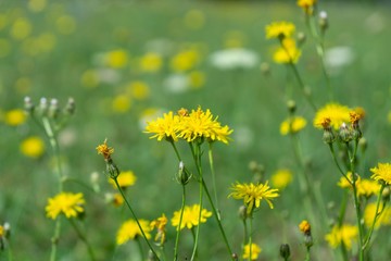 Colorful meadow flowers in grass in nature or in the garden. Slovakia