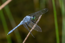 A Blue Dasher Dragonfly Rests Against A Natural Background