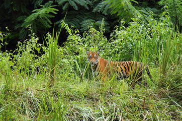 Wall Mural - Royal Bengal Tiger