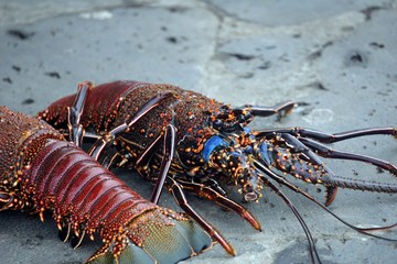 Beautiful and colorful red spiny lobsters on Galapagos islands