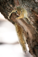 Little Tree Squirrel Relaxing In The Tree