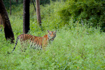 Wall Mural - Royal Bengal Tiger