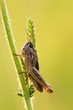 insects on the grass, grasshopper in the grass