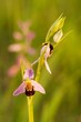 ophrys apifera, beauty of spring meadow, blooming meadow, protected flower