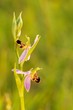 ophrys apifera, beauty of spring meadow, flowering meadow