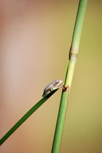 Small Painted Reed Frog On A Blade Of Grass